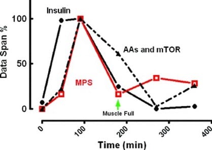 Meal-Timing: Welche Rolle spielt das Timing von Makronährstoffen auf Muskelhypertrophie?